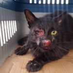 Gata de temperamento forte e vida livre infectada por esporotricose e regatada das ruas. Foi nomeada Luz e confinada para tratamento sem sucesso. Foi a óbito alguns meses após o isolamento.