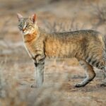 Gatos selvagens africanos ameaçados de hibridização por gatos domésticos de vida livre