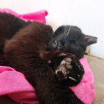 Estudo afirma que gatos domésticos foram introduzidos na Europa há cerca de 2.000 anos, provavelmente vindos do Norte da África