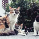 A vida social dos gatos de vida livre