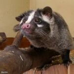 Programa de CED (Captura, Esterilização e Devolução) é aplicado em área urbana de conservação emTwain para conservar e proteger a civetas-das-palmeiras-mascaradas (Paguma larvata) é